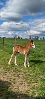 Letošní hřebeček Welsh Cob - 4