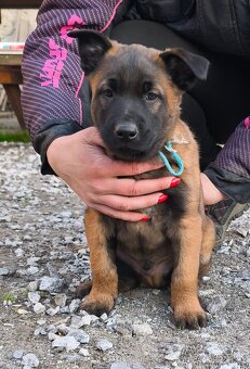 Belgický ovčák malinois - 4