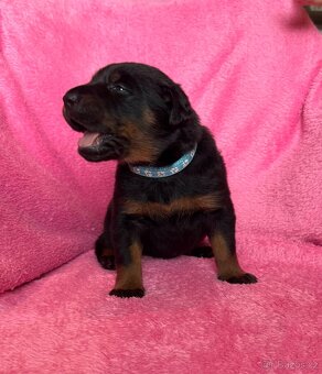 Beauceron štěńátka s PP ze zahraničního spojení - 4