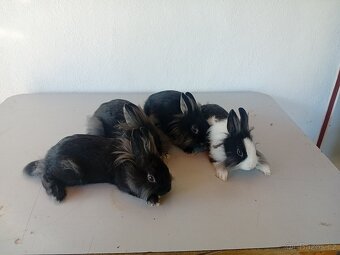 Zakrslí králík - 4