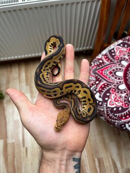 Krajta královská mláďata - 4