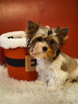 Barevný jorkšírský teriér s pp - 4