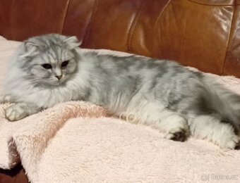 Kočička skotská klapouchá, necelý rok. - 4