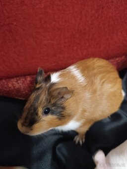 Morcata hladky a rozetovy, 2mesice) - 4