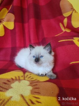 Ragdoll koťátka - 4