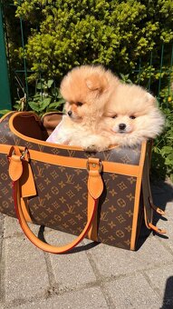 Pomeranian štěně ❤️🔥 - 4