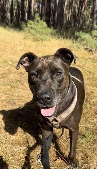 LEX K ADOPCI - skvělý parťák a mazel pro zkušené - 4