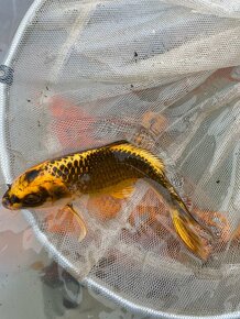 Koi kapr - 4