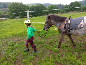 Prodám pony klisnu - možno včetně vybavení - 4