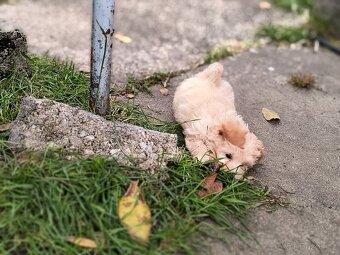Maltipoo - 4