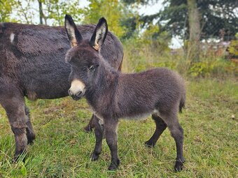 Miniaturní středozemní osel - mini oslík - 4