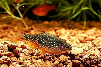 Krásné akvarijní rybičky - 4