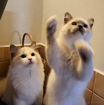 Ragdoll koťata s PP - 4