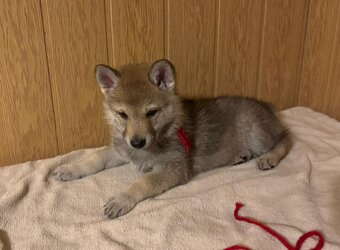 Československý vlčák, štěňata z Tajemné zahrady - 4