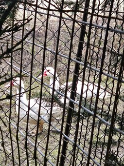 Kachny pižmové - 4