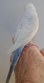 Supermazlík, ručně dokrmená andulka, kluk - 4
