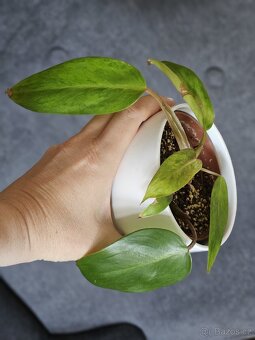 pokojová rostlina Philodendron různé - 4