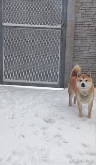Shiba inu - 4