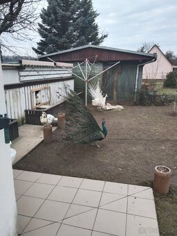 Pávy,husy, zakrslé kachny - 4