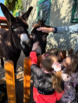 OSEL OSLÍK OSLÍČEK - 4