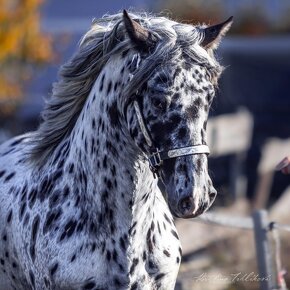 Appaloosa hřebec - připouštění - 4