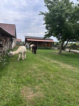 Lama alpaka Floki - 4