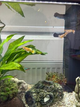 Akvárium-70l-vybavené-ještě v záruce - 4