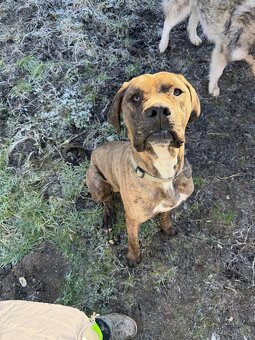 Cane Corso - 4