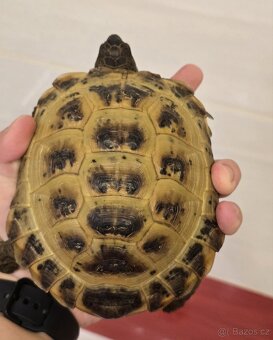Testudo horsfieldii (Želva Stepní) - 4
