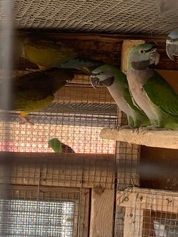 Prodám letošní odchov - 4