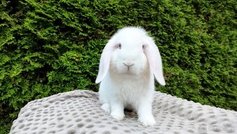Zakrslý beránek, králíček, králík - HUGO - 4