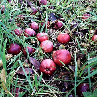 Jablka červená šťavnatá z vlastní zahrádky na prodej - 4