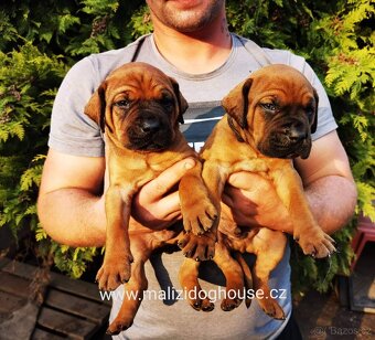 Tosa inu štěnata - přijímáme rezervace - 4