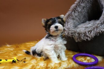 Biewer jorkšírský terriér - pejsek - 4