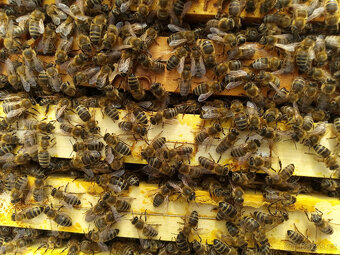 Vyzimovaná včelstva,oddělky - 4