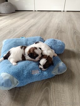 Shih-tzu - 4