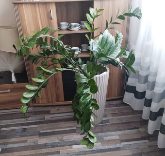 Prodám - Zamioculcas zamiifolia - Kulkas zamiolistý. - 4