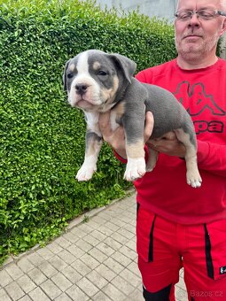Štěně American Bully - 4