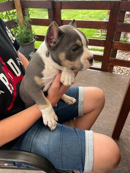 Štěně American Bully - 4