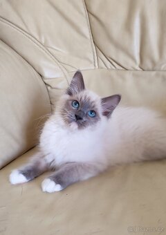 Ragdoll koťátka - kocourci - 4