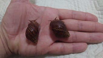 Achatina / africký šnek - 4