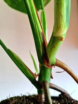 Monstera albo variegata - 4