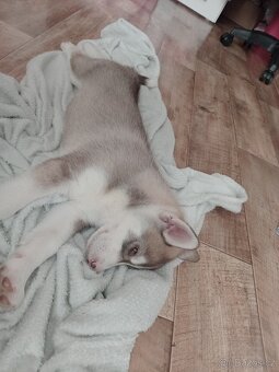 Štěňata sibiřský husky bez pp - 4