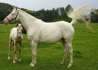 Prodám hřebce Kůň Kinský, - 4