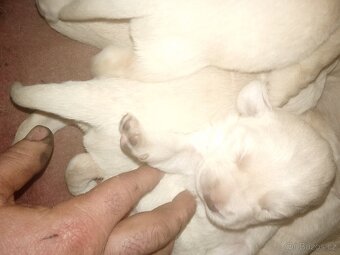 Čistokrevná štěňátka Labradora - 4