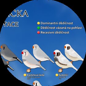 PREMIUM plakát 23 mutací zebřiček - 4