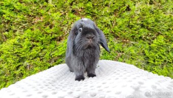 Zakrslý beránek, králíček, králík - ELLA - 4