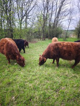 Aberdeen Angus, Highland - 4