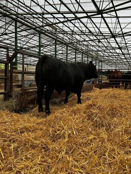 Plemenný býk Aberdeen Angus - 4