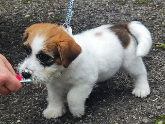 Jack Russell teriér ( Rusel teriér) s PP - 4